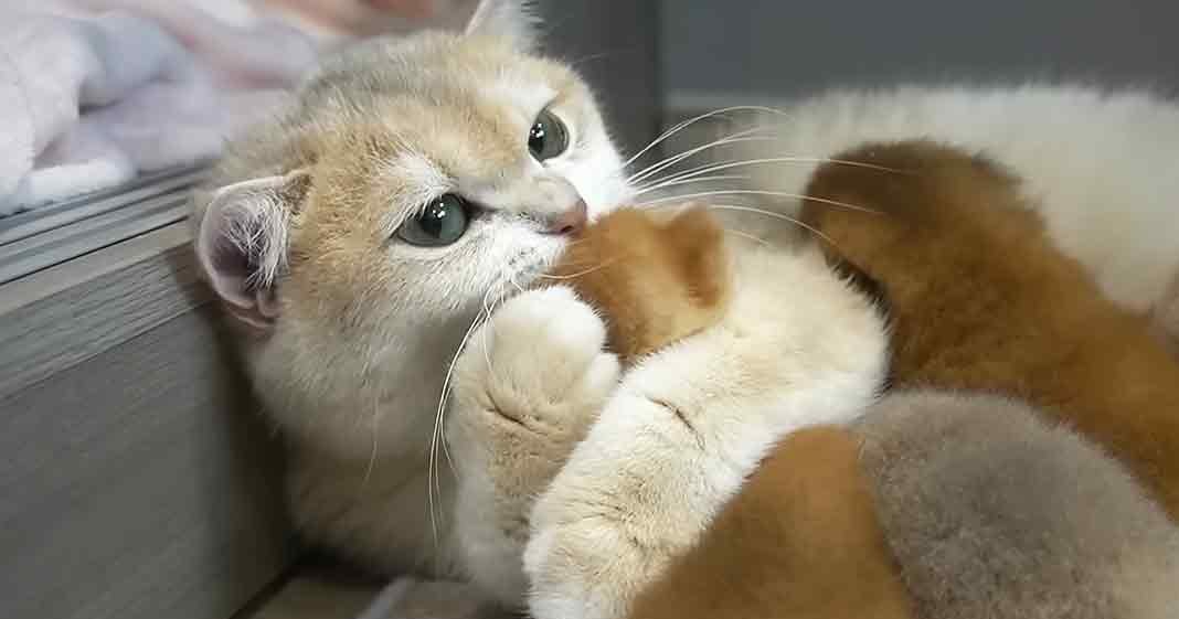 A close-up of a young kitten with light brown fur and white markings on its face and paws, large green eyes, indoors with neutral-colored walls and wooden floor, natural daylight