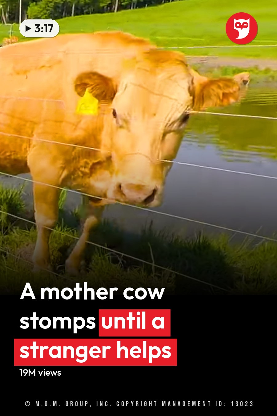 A Holstein cow with light brown coat and white markings lies down in a lush green rural pasture with a small body of water and trees indicating spring or summer daylight. The headline runs in white letters across the lower third.