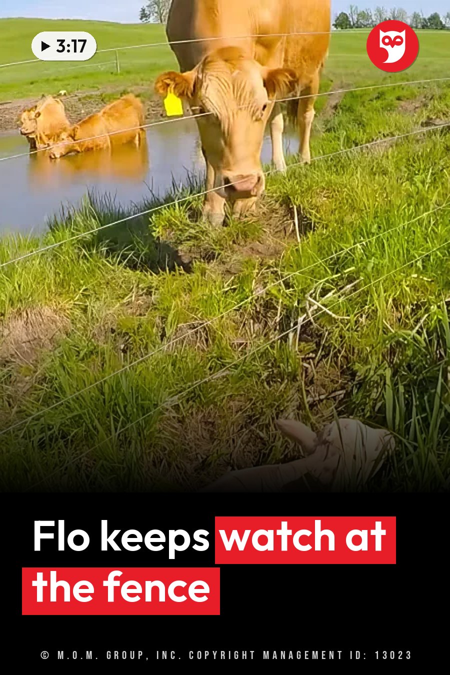 Brown cows near a pond, one leaning over a fence, one lying in the water and another resting nearby. A headline runs in white letters across the lower third.