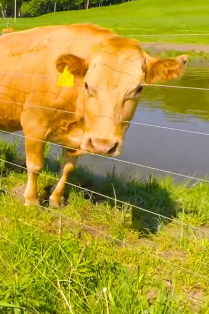 A Holstein cow with light brown coat and white markings lies down in a lush green rural pasture with a small body of water and trees indicating spring or summer daylight.