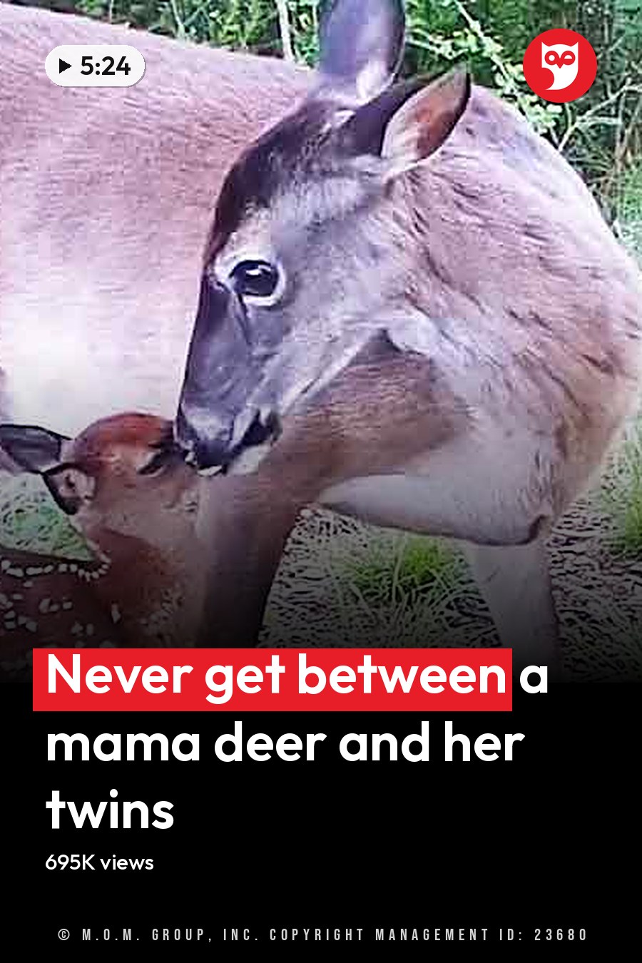 A juvenile white-tailed deer with its mother in a forested autumn setting, light brown with darker legs, surrounded by green foliage and fallen leaves. The headline runs in white letters across the lower third.