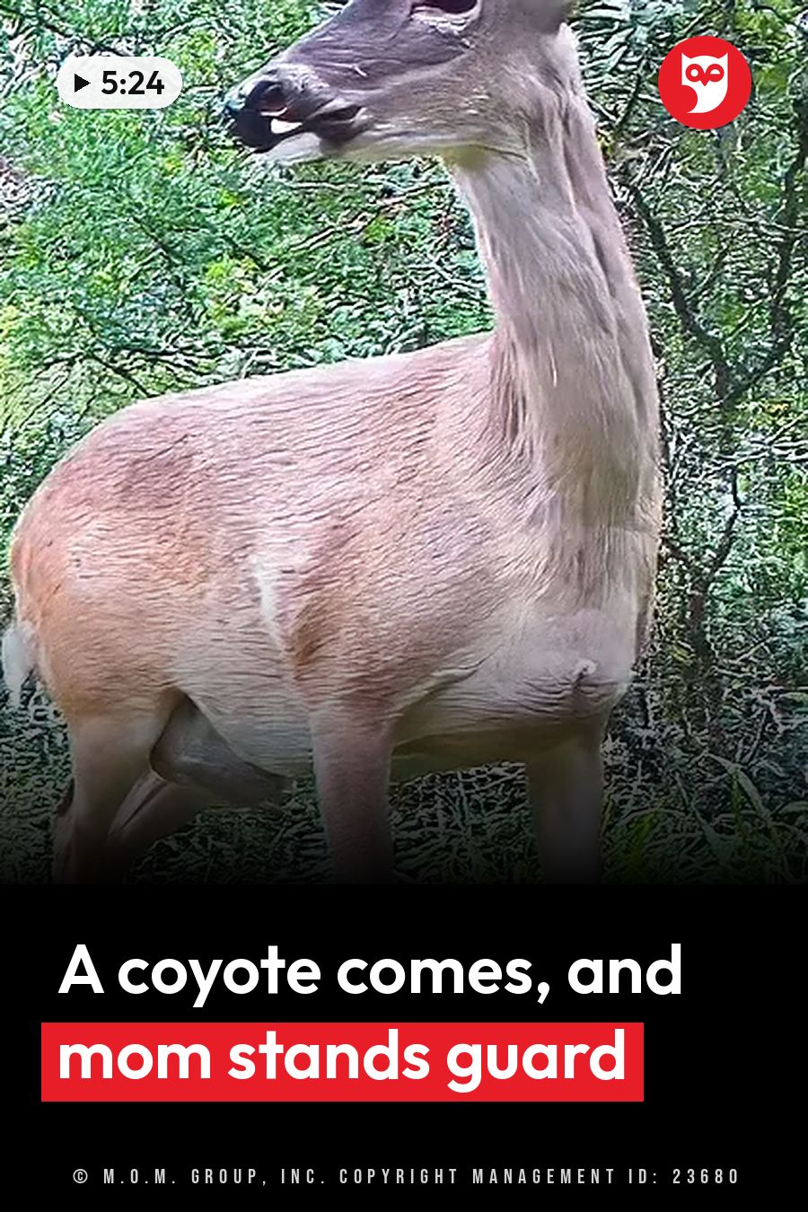 A deer stands alert in a green forest, head turned slightly to one side. A headline runs in white letters across the lower third.