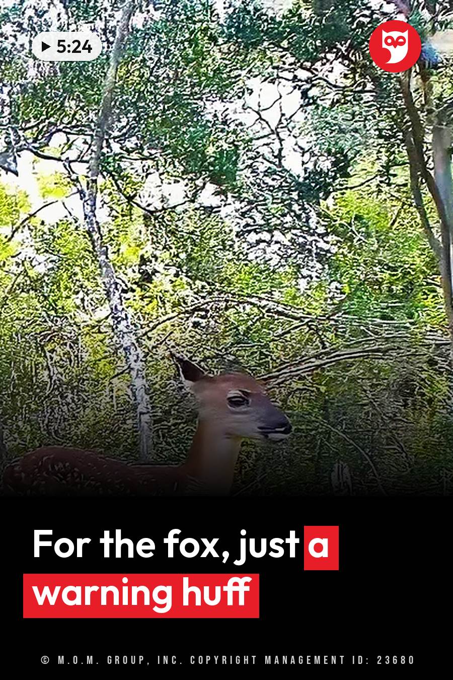 A deer stands among dense green trees with sunlight coming through the branches above. A headline runs in white letters across the lower third.