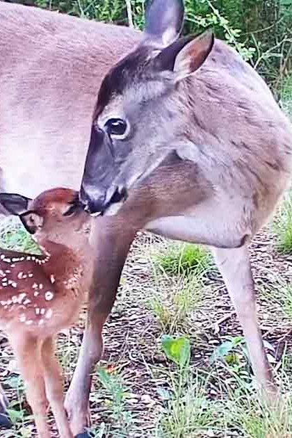 A juvenile white-tailed deer with its mother in a forested autumn setting, light brown with darker legs, surrounded by green foliage and fallen leaves.