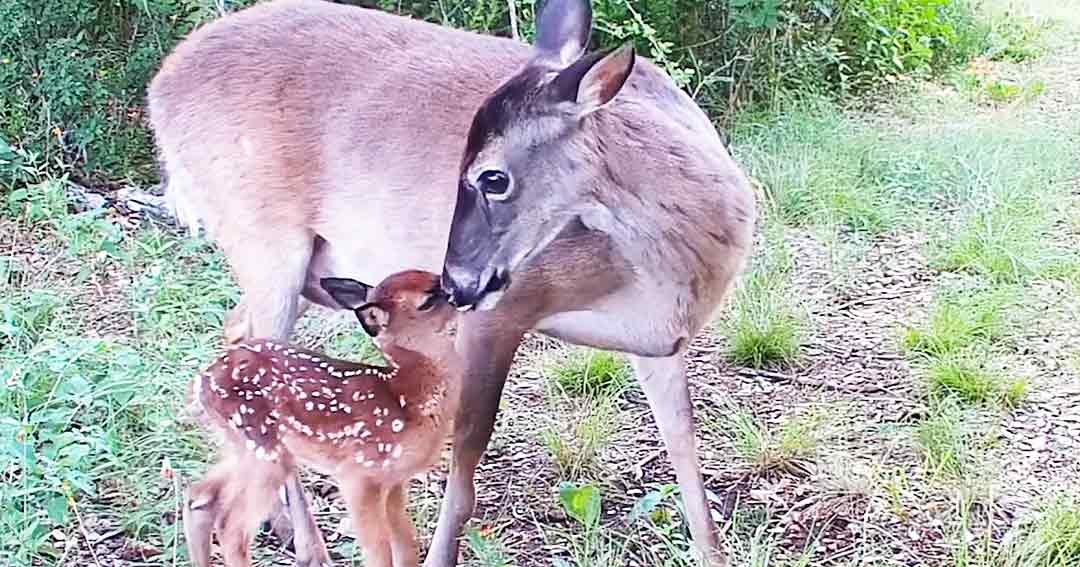 A juvenile white-tailed deer with its mother in a forested autumn setting, light brown with darker legs, surrounded by green foliage and fallen leaves.