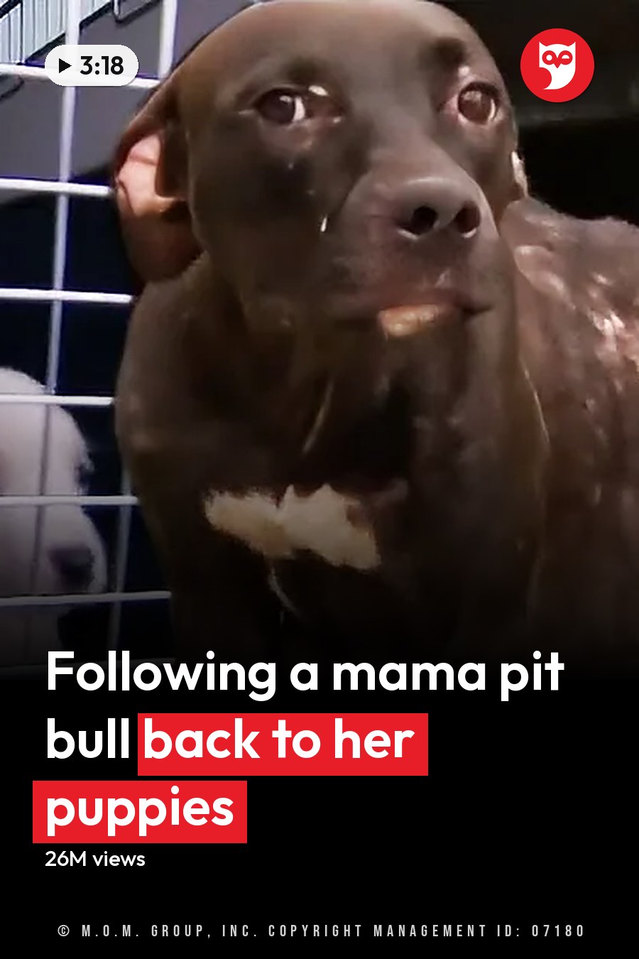 A thin brown dog stands outside a cage holding two puppies, one black and white, one white. The headline runs in white letters across the lower third.