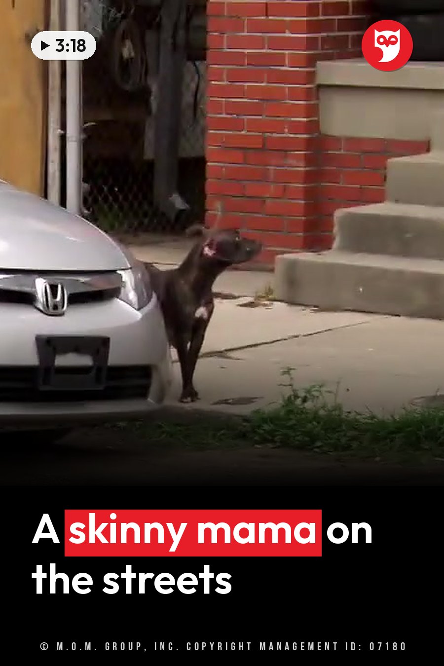 A dark-colored dog stands on a sidewalk near a silver car and brick steps, head tilted upward. A headline runs in white letters across the lower third.