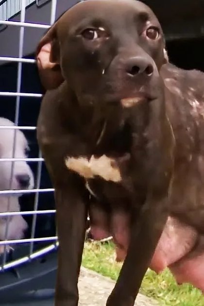 A thin brown dog stands outside a cage holding two puppies, one black and white, one white.