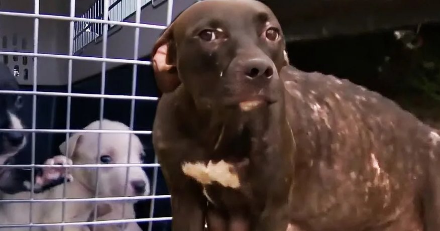 A thin brown dog stands outside a cage holding two puppies, one black and white, one white.