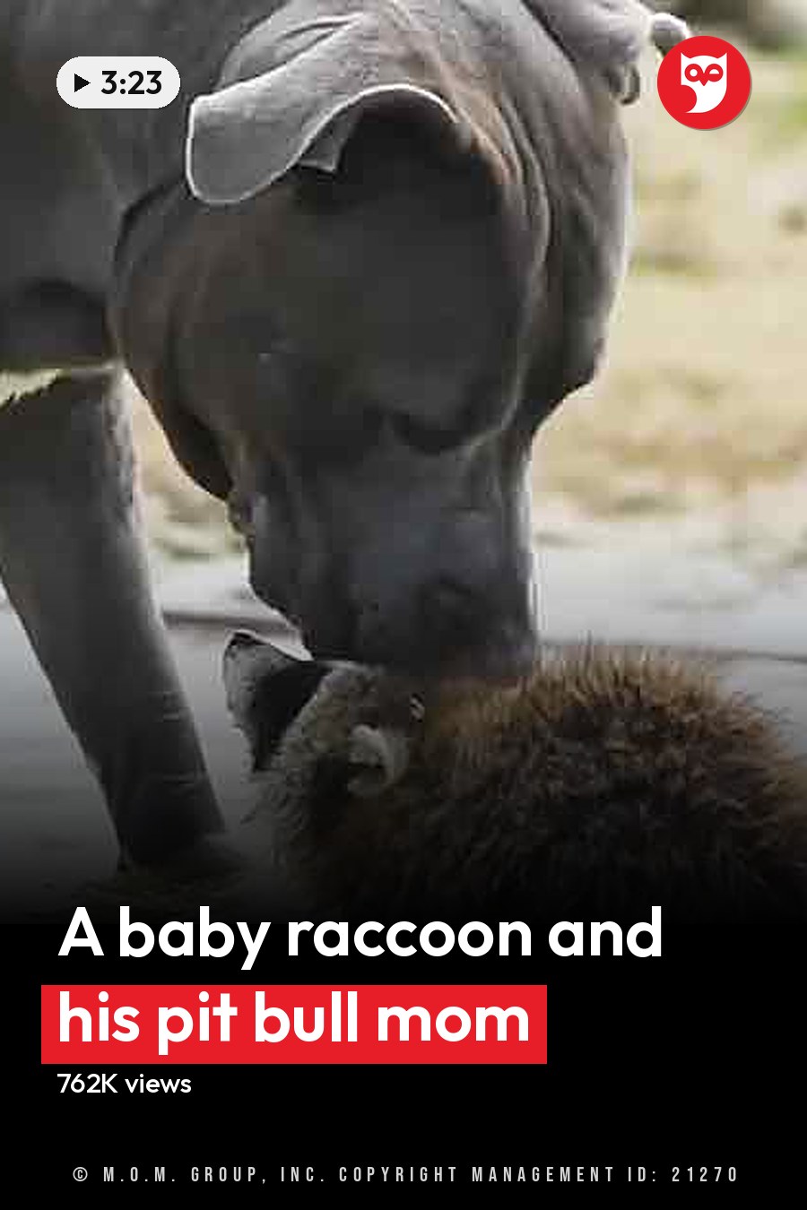 A Great Dane dog interacting with a raccoon near water, a cow nearby, outdoors during daylight. The headline runs in white letters across the lower third.