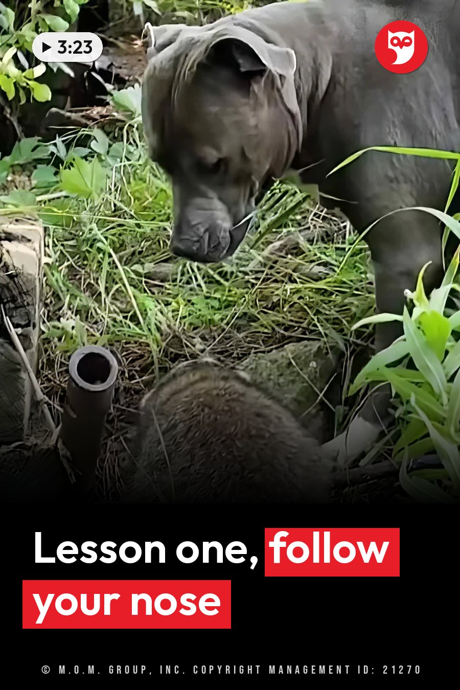 A large dark dog sniffs near a small furry animal on grassy ground, with plants and a pipe nearby. A headline runs in white letters across the lower third.