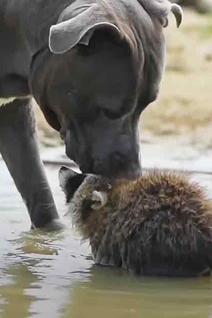 A Great Dane dog interacting with a raccoon near water, a cow nearby, outdoors during daylight.