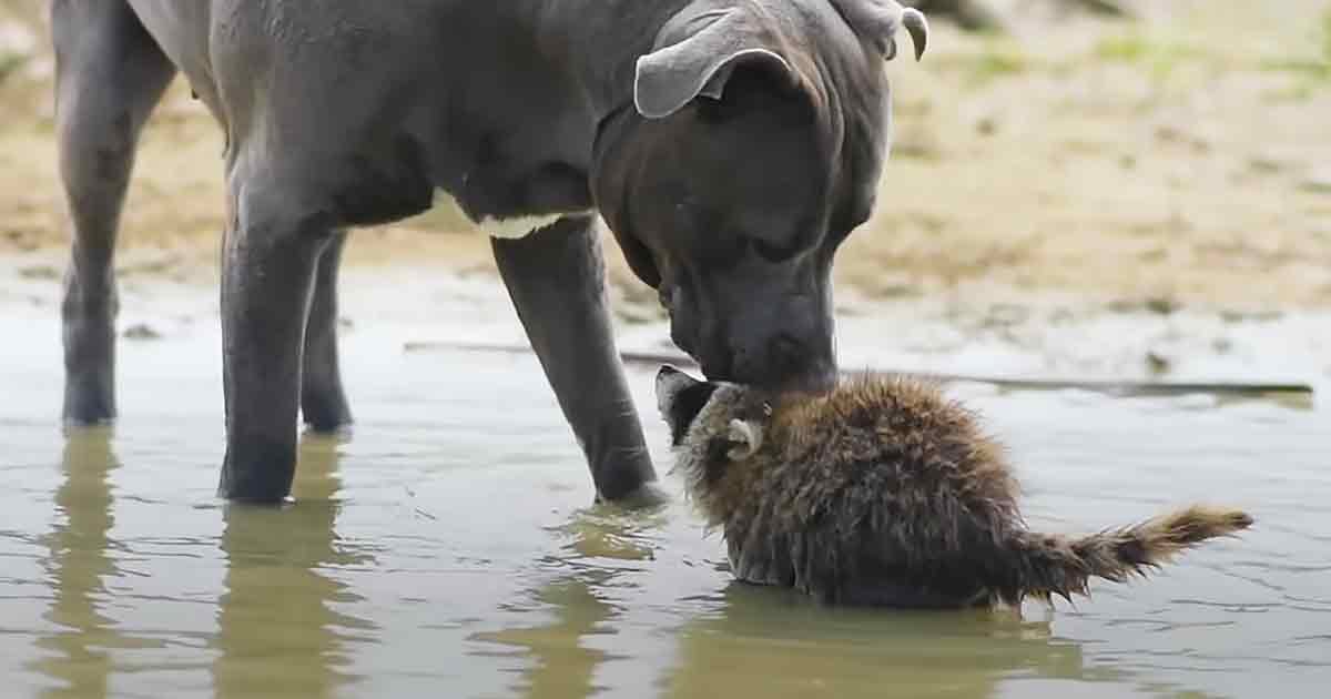 A Great Dane dog interacting with a raccoon near water, a cow nearby, outdoors during daylight.