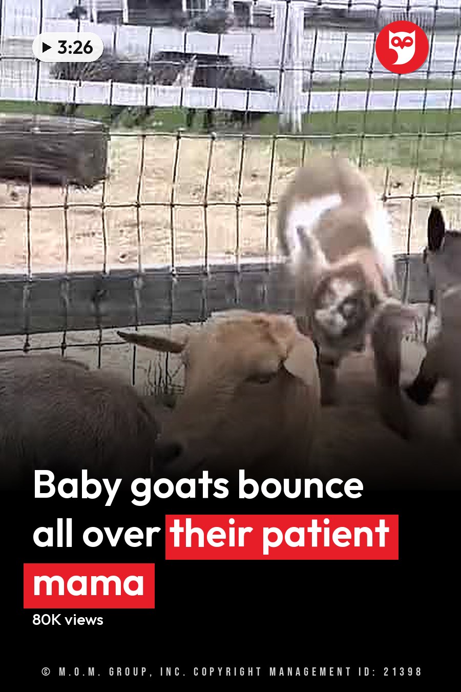 A light brown adult goat with a collar lies down in an outdoor pen surrounded by three young goats (kids) with grayish-brown coats, set against a backdrop of fencing and patches of grass and hay under bright daylight. The headline runs in white letters across the lower third.
