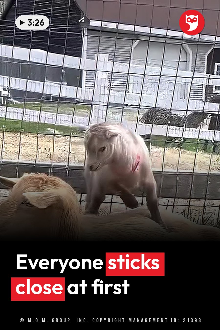 A small goat stands behind a wire fence, looking down at another animal nearby. A headline runs in white letters across the lower third.