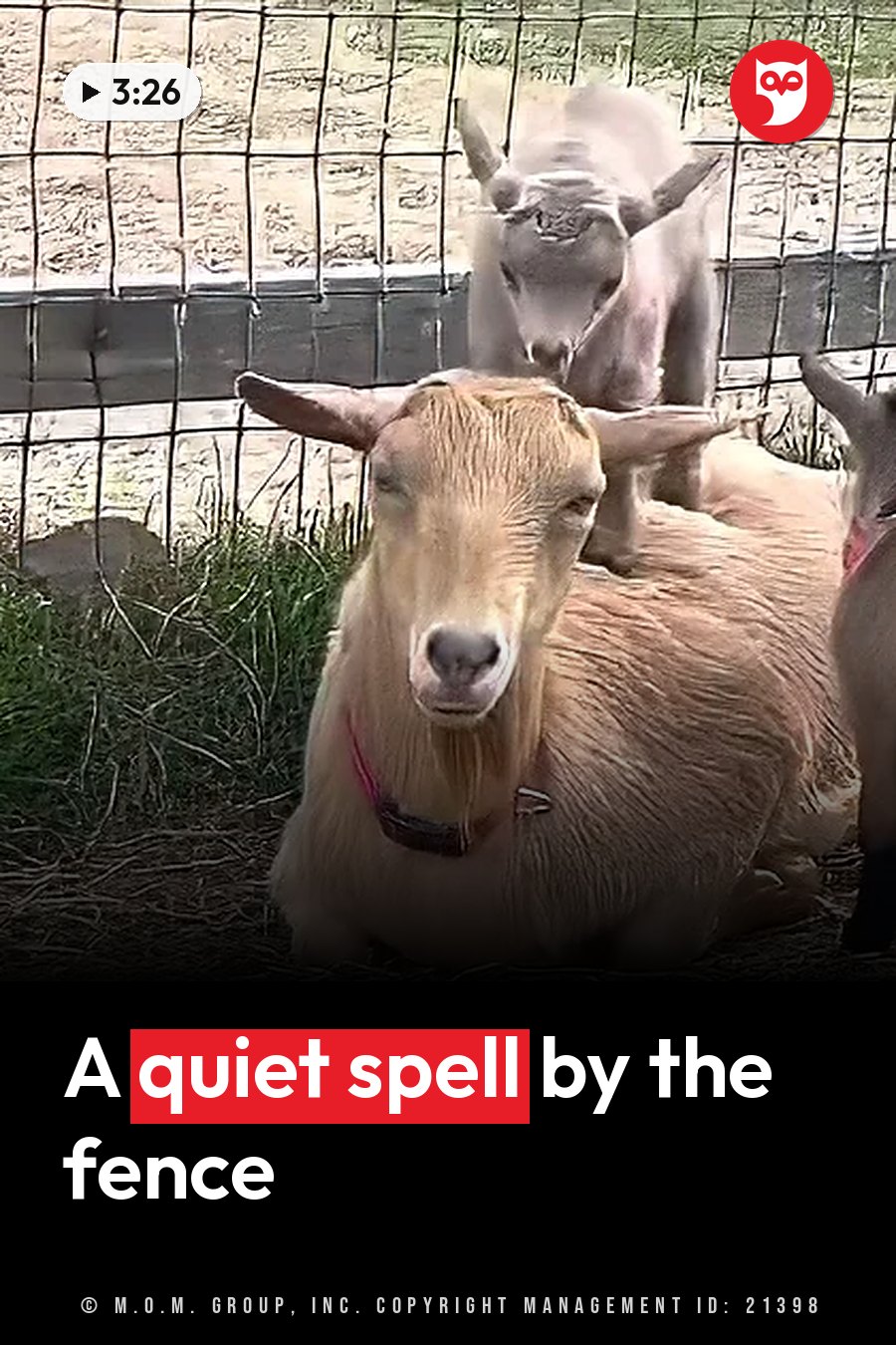 Three goats rest near a fence. One lies down facing forward, and another stands behind, looking ahead. A headline runs in white letters across the lower third.