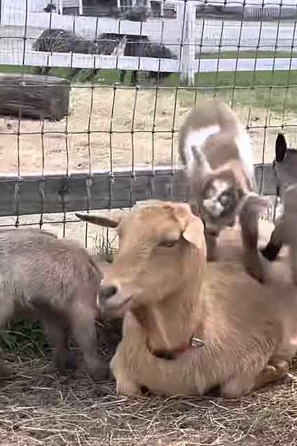A light brown adult goat with a collar lies down in an outdoor pen surrounded by three young goats (kids) with grayish-brown coats, set against a backdrop of fencing and patches of grass and hay under bright daylight.