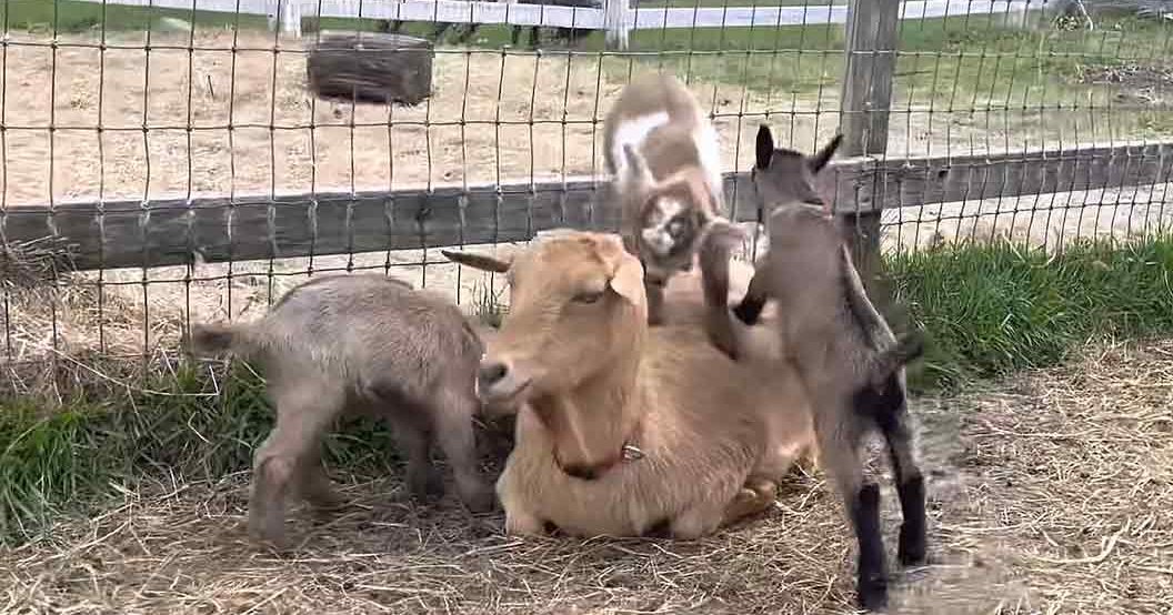 A light brown adult goat with a collar lies down in an outdoor pen surrounded by three young goats (kids) with grayish-brown coats, set against a backdrop of fencing and patches of grass and hay under bright daylight.