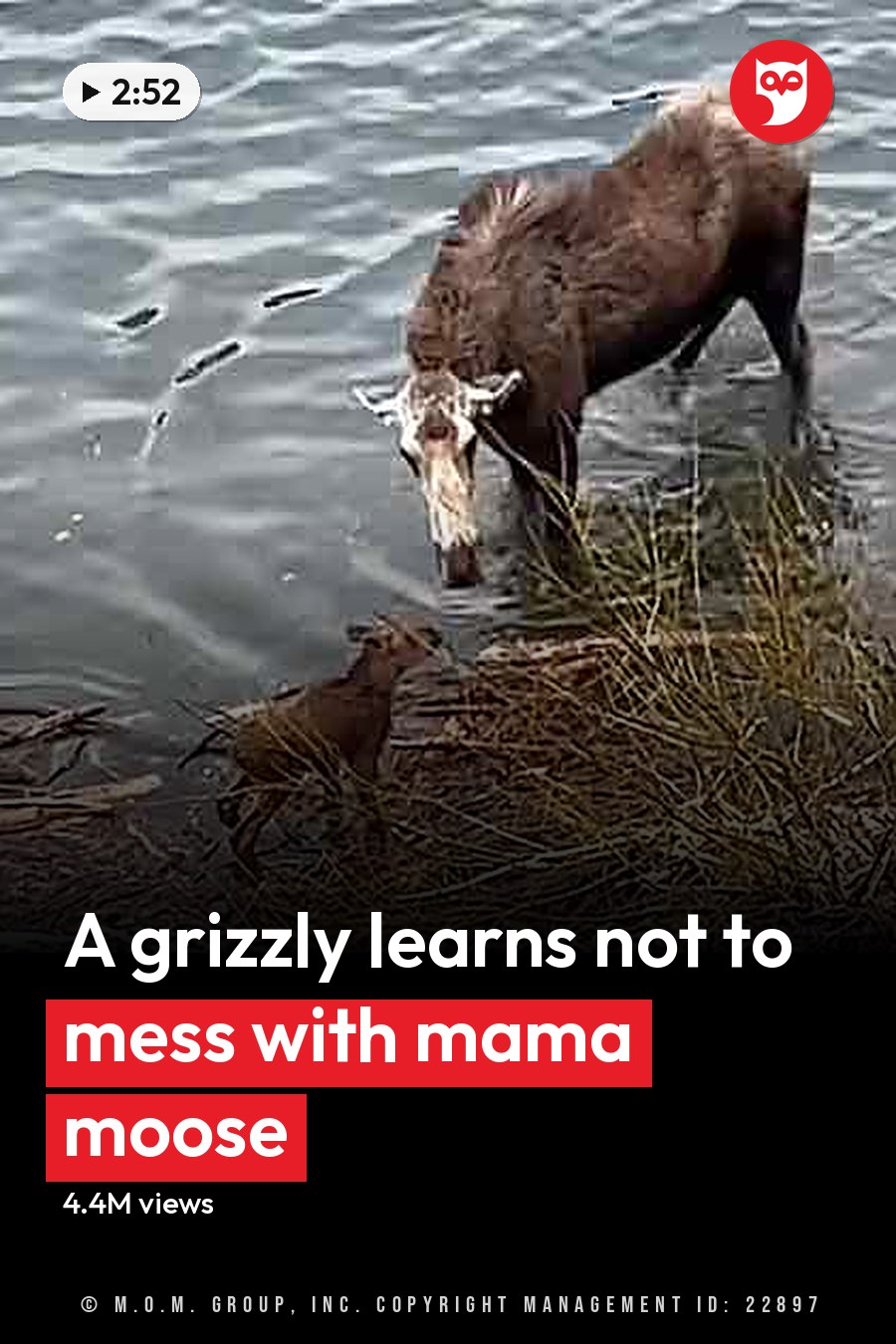 A moose with brown fur and white markings near a body of water; another reddish-brown animal possibly a deer or juvenile moose stands close by, while a light brown bear cub is also present. The setting is outdoors on grassy terrain near what appears to be a lake or riverbank in late autumn or early spring with patches of snow. The headline runs in white letters across the lower third.