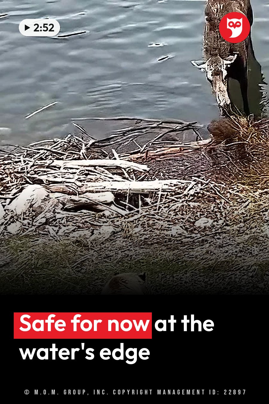 A small brown animal stands at the edge of the water beside tangled branches and shore grass. A headline runs in white letters across the lower third.