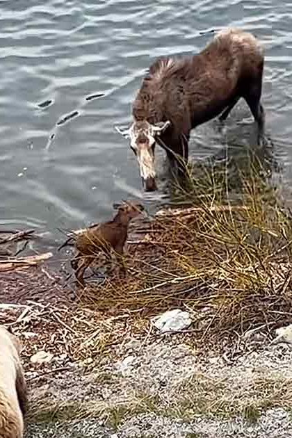 A moose with brown fur and white markings near a body of water; another reddish-brown animal possibly a deer or juvenile moose stands close by, while a light brown bear cub is also present. The setting is outdoors on grassy terrain near what appears to be a lake or riverbank in late autumn or early spring with patches of snow.