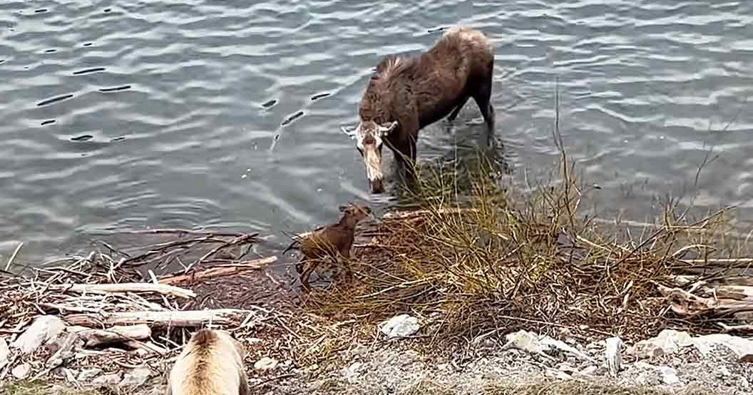 A moose with brown fur and white markings near a body of water; another reddish-brown animal possibly a deer or juvenile moose stands close by, while a light brown bear cub is also present. The setting is outdoors on grassy terrain near what appears to be a lake or riverbank in late autumn or early spring with patches of snow.