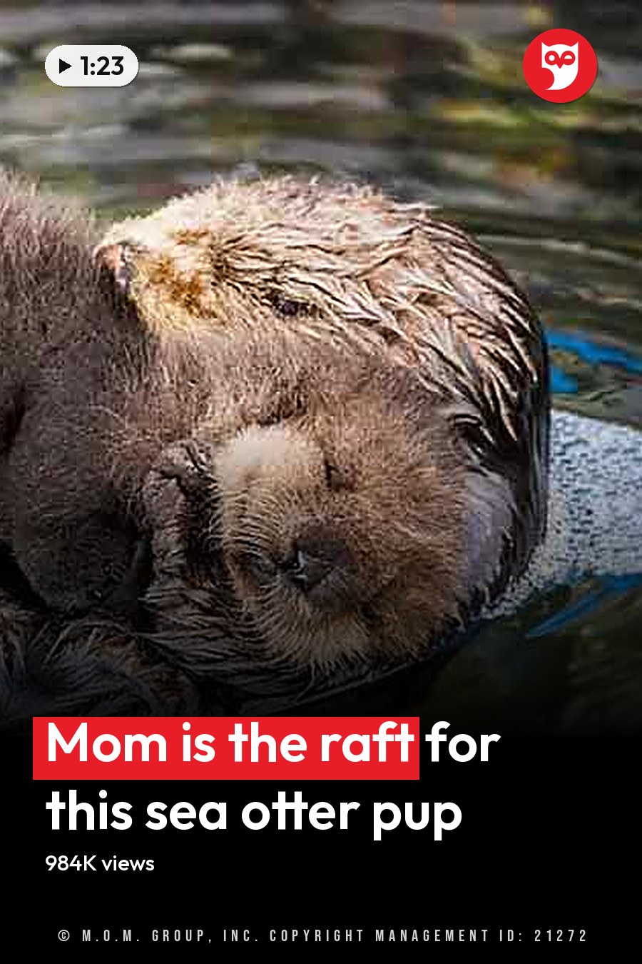A sea otter and its pup in a naturalistic outdoor setting at what appears to be a zoo or wildlife sanctuary. The headline runs in white letters across the lower third.