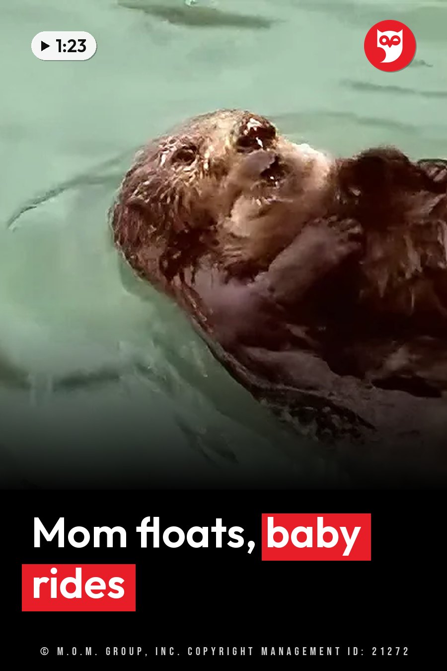 A wet sea otter floats face up in greenish water, holding something in both paws close to the face. A headline runs in white letters across the lower third.