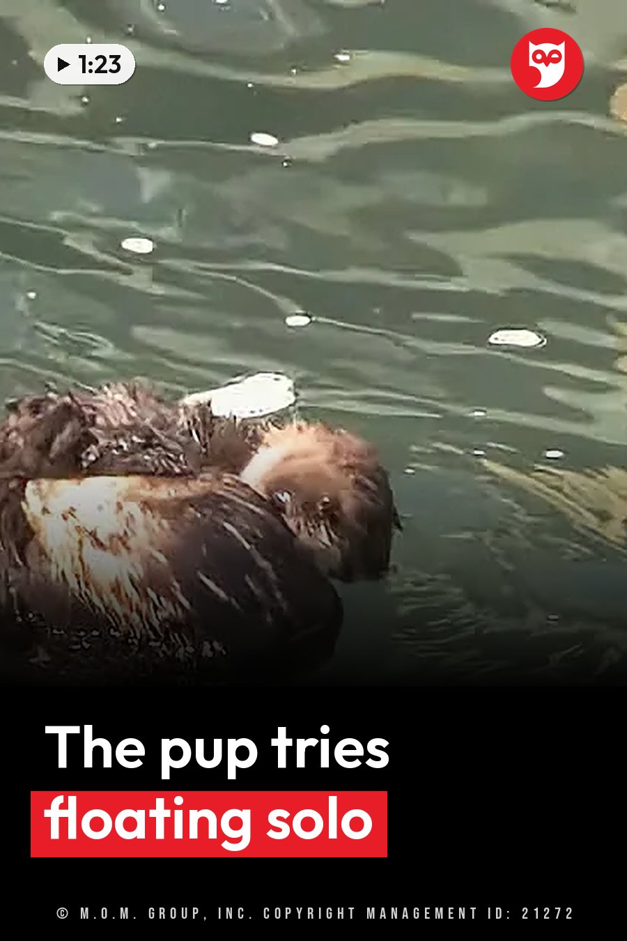 A furry sea otter floats with the head dipped below the surface, only part of the body showing. A headline runs in white letters across the lower third.