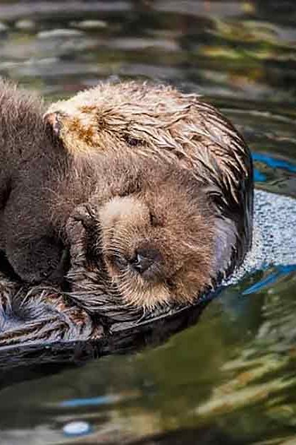 A sea otter and its pup in a naturalistic outdoor setting at what appears to be a zoo or wildlife sanctuary.