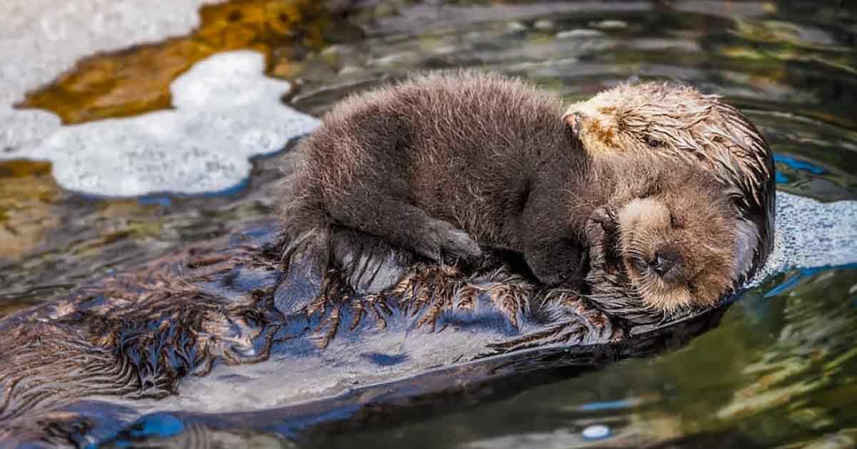 A sea otter and its pup in a naturalistic outdoor setting at what appears to be a zoo or wildlife sanctuary.