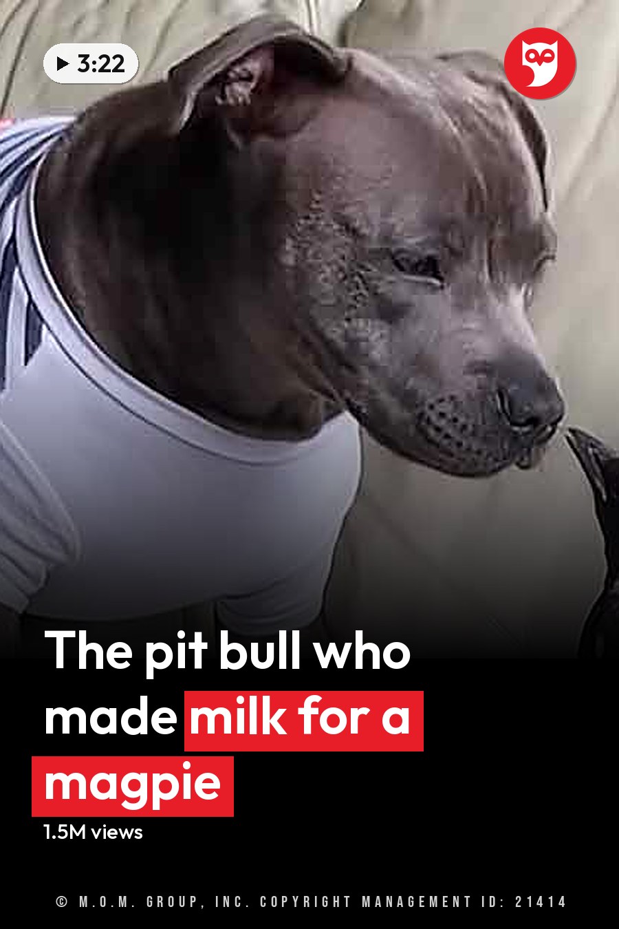 An adult gray pit bull with darker markings on its face and ears stands indoors near a beige couch next to a black-and-white bird, possibly a magpie. The headline runs in white letters across the lower third.