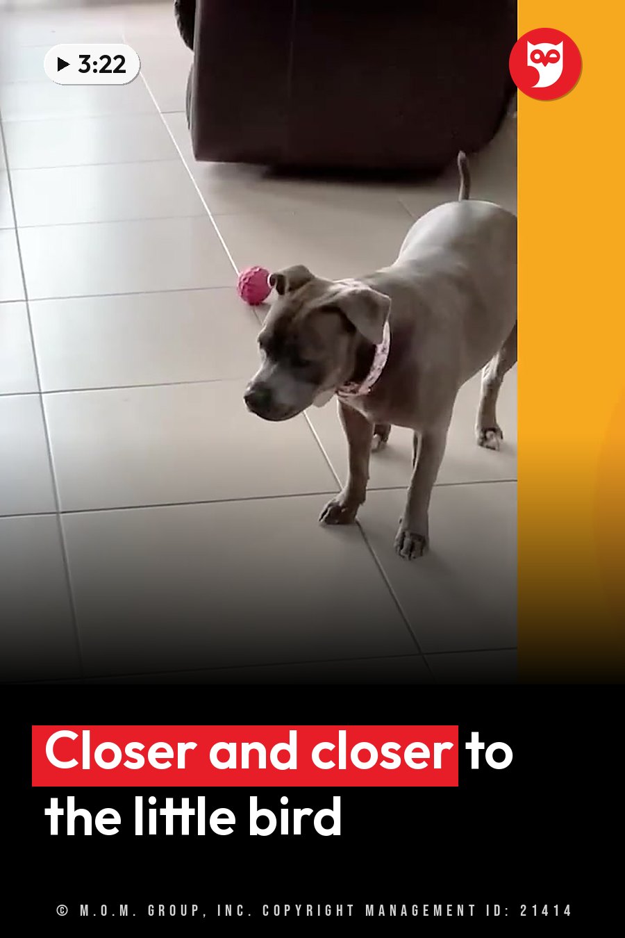 A gray dog stands on a tiled floor near a pink ball, tail up, looking down at the ground. A headline runs in white letters across the lower third.