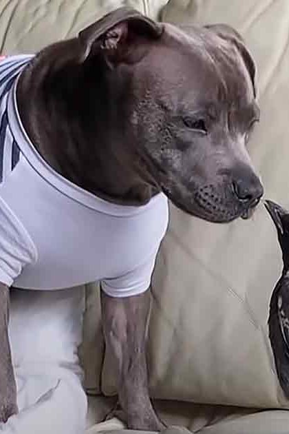 An adult gray pit bull with darker markings on its face and ears stands indoors near a beige couch next to a black-and-white bird, possibly a magpie.