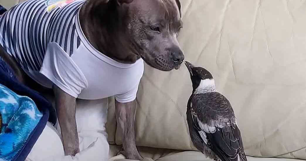 An adult gray pit bull with darker markings on its face and ears stands indoors near a beige couch next to a black-and-white bird, possibly a magpie.