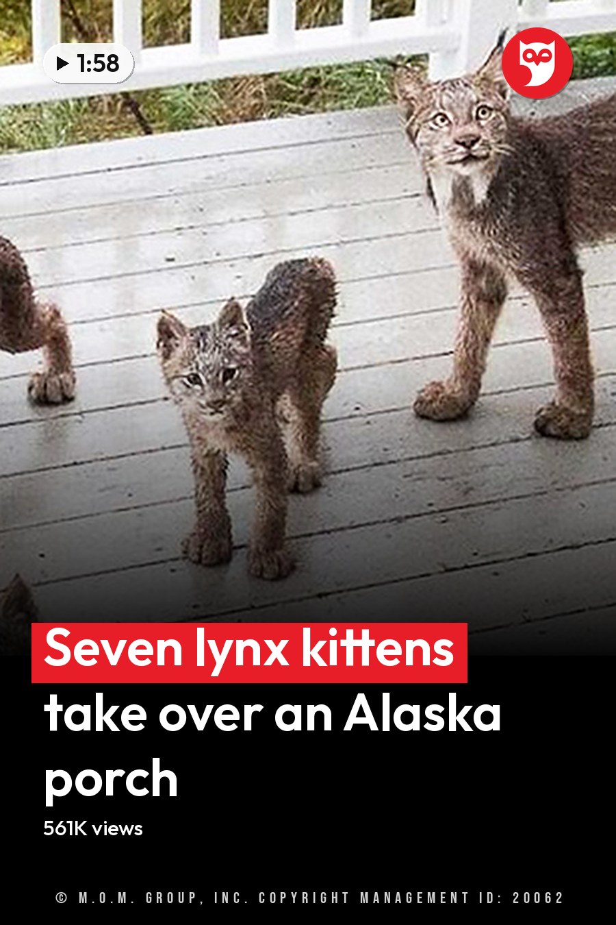 A bobcat family, including an adult and young kittens, is nestled on a wooden deck with white railings in a spring or summer outdoor setting. The headline runs in white letters across the lower third.