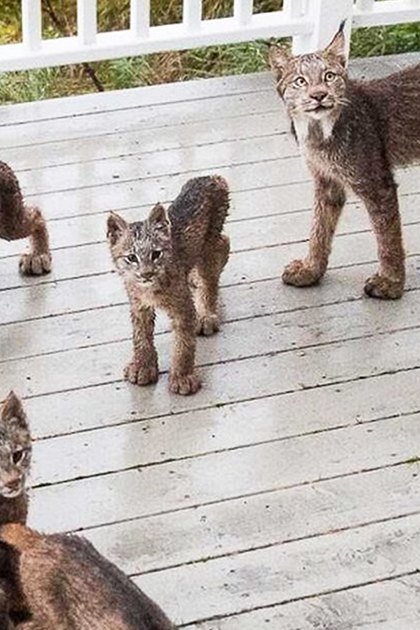 A bobcat family, including an adult and young kittens, is nestled on a wooden deck with white railings in a spring or summer outdoor setting.
