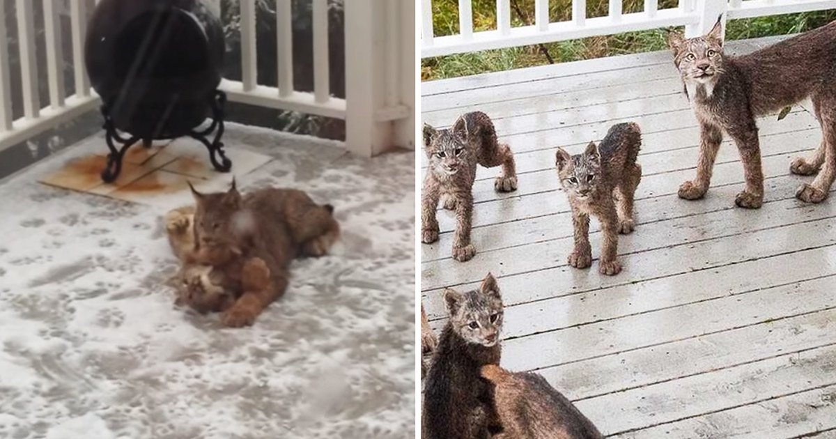 A bobcat family, including an adult and young kittens, is nestled on a wooden deck with white railings in a spring or summer outdoor setting.