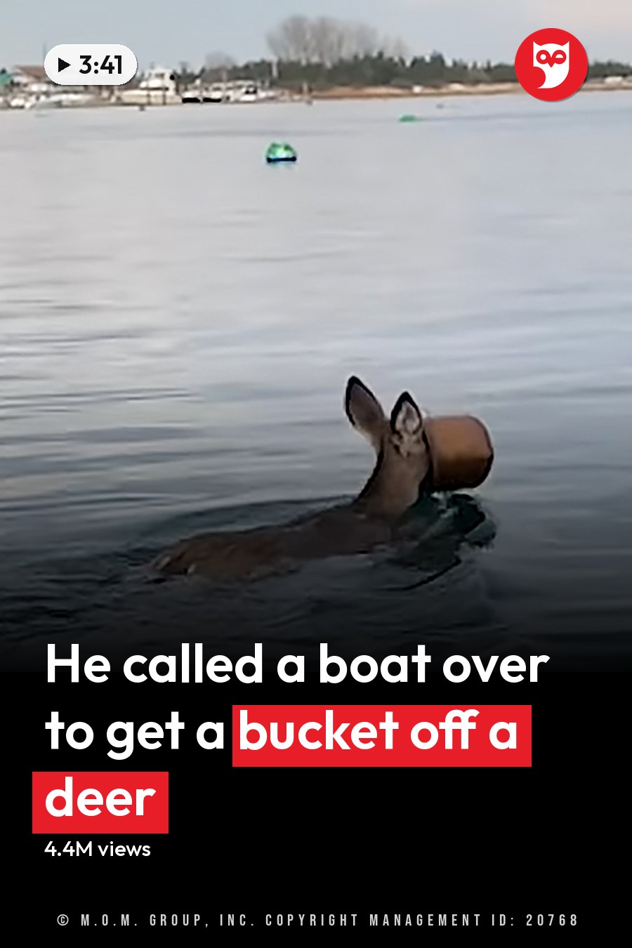 An adult male wearing a dark blue t-shirt with white text and black shorts stands near shallow water, likely a lake or sea. A deer with brownish coat and white underbelly is nearby, possibly wearing something brown around its neck. The scene includes a cardboard box in the water and distant land with buildings and trees. The headline runs in white letters across the lower third.