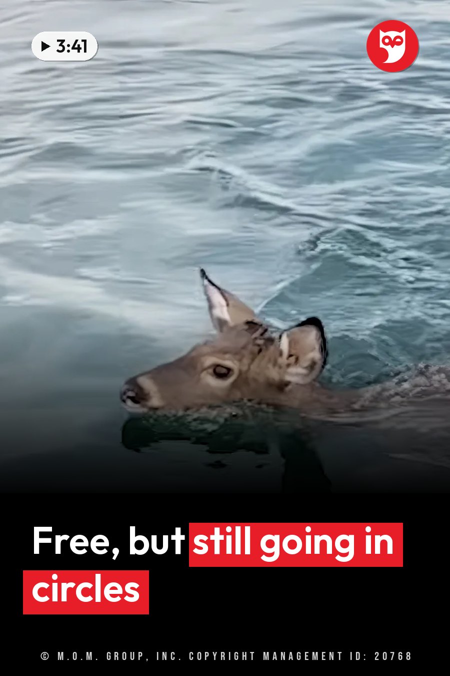 A deer swims through rippling water, her head and alert ears above the surface. A headline runs in white letters across the lower third.