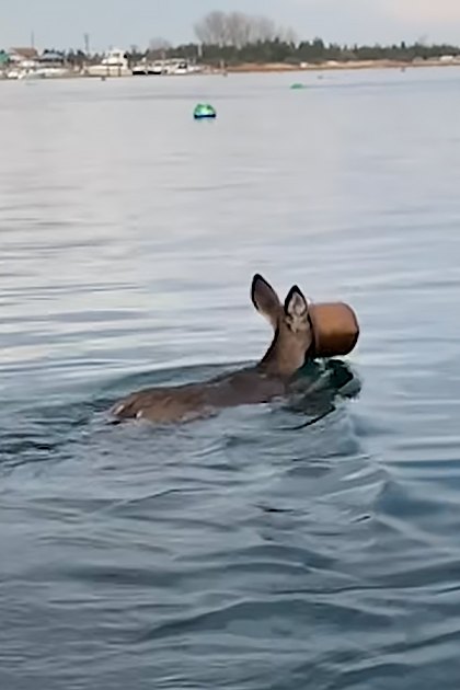 An adult male wearing a dark blue t-shirt with white text and black shorts stands near shallow water, likely a lake or sea. A deer with brownish coat and white underbelly is nearby, possibly wearing something brown around its neck. The scene includes a cardboard box in the water and distant land with buildings and trees.