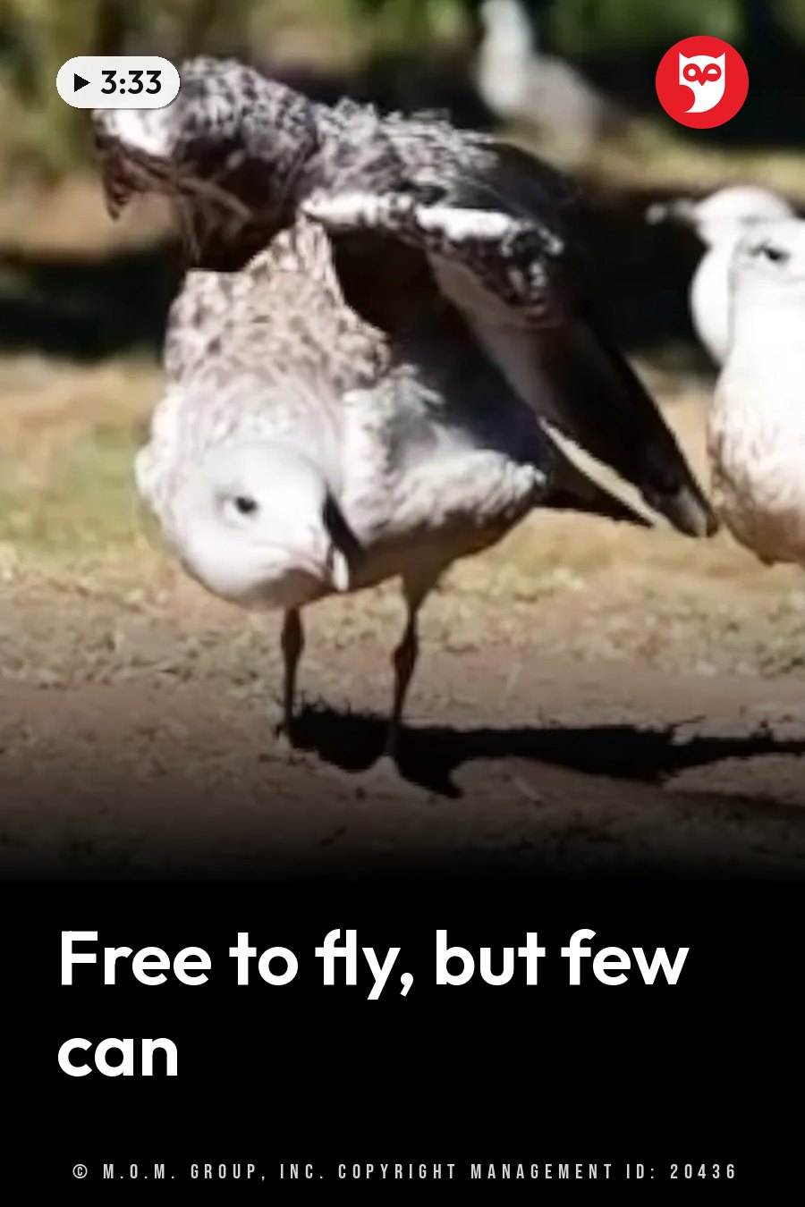 A gull with mottled gray and white feathers stands on the ground with its wings partly raised and its head tilted down. A headline runs in white letters across the lower third.
