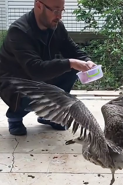 An adult male singer feeding common Herring Gull seagulls in a daytime outdoor park setting with tiled ground and greenery, natural light illuminating earthy tones from the environment.