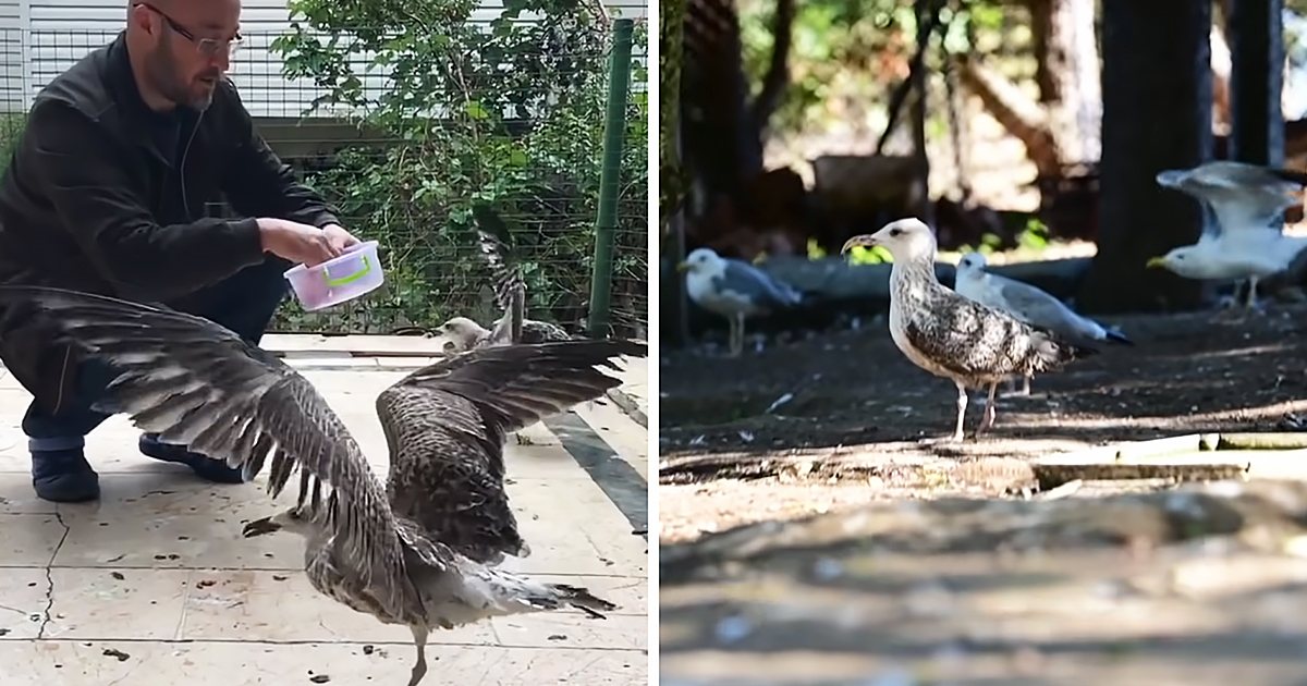 An adult male singer feeding common Herring Gull seagulls in a daytime outdoor park setting with tiled ground and greenery, natural light illuminating earthy tones from the environment.