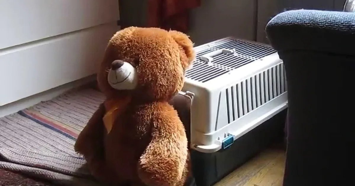 A brown teddy bear sits beside a white pet carrier on a rug near furniture.