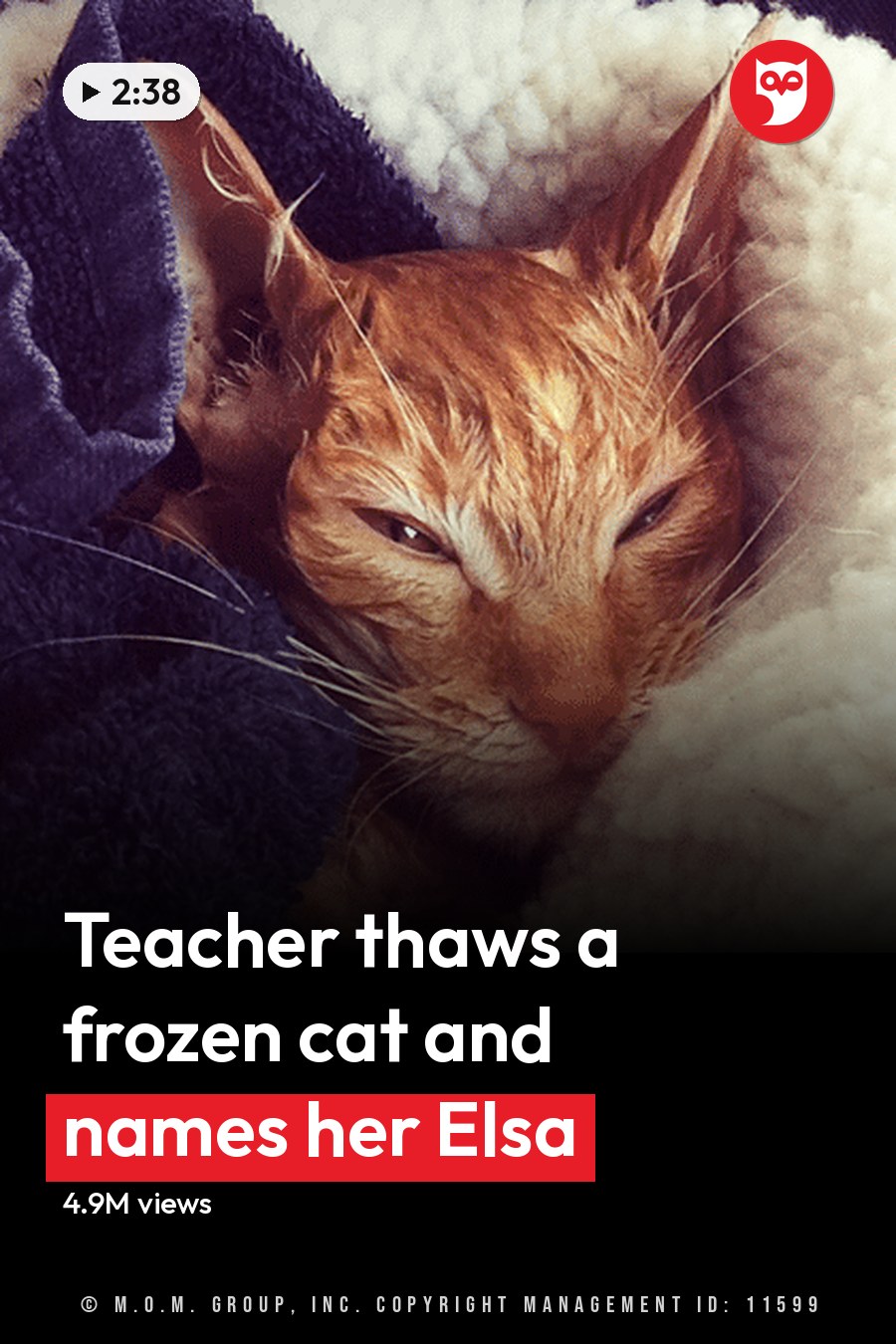 Two ginger cats with white markings indoors, likely a living room or bedroom setting at evening light. The headline runs in white letters across the lower third.