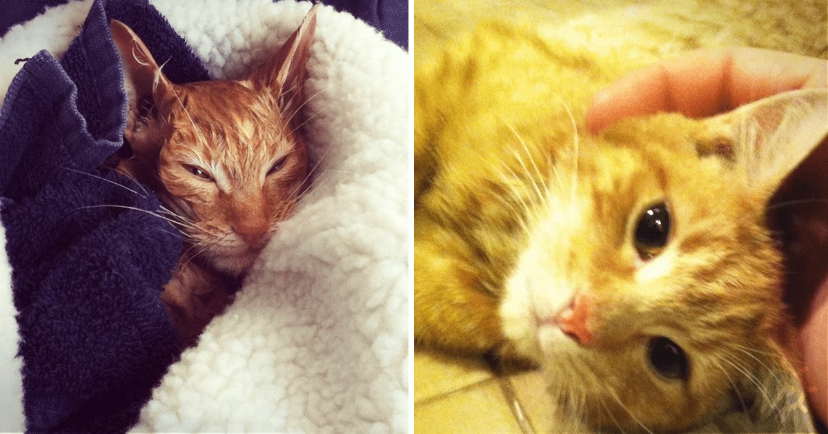 Two ginger cats with white markings indoors, likely a living room or bedroom setting at evening light.