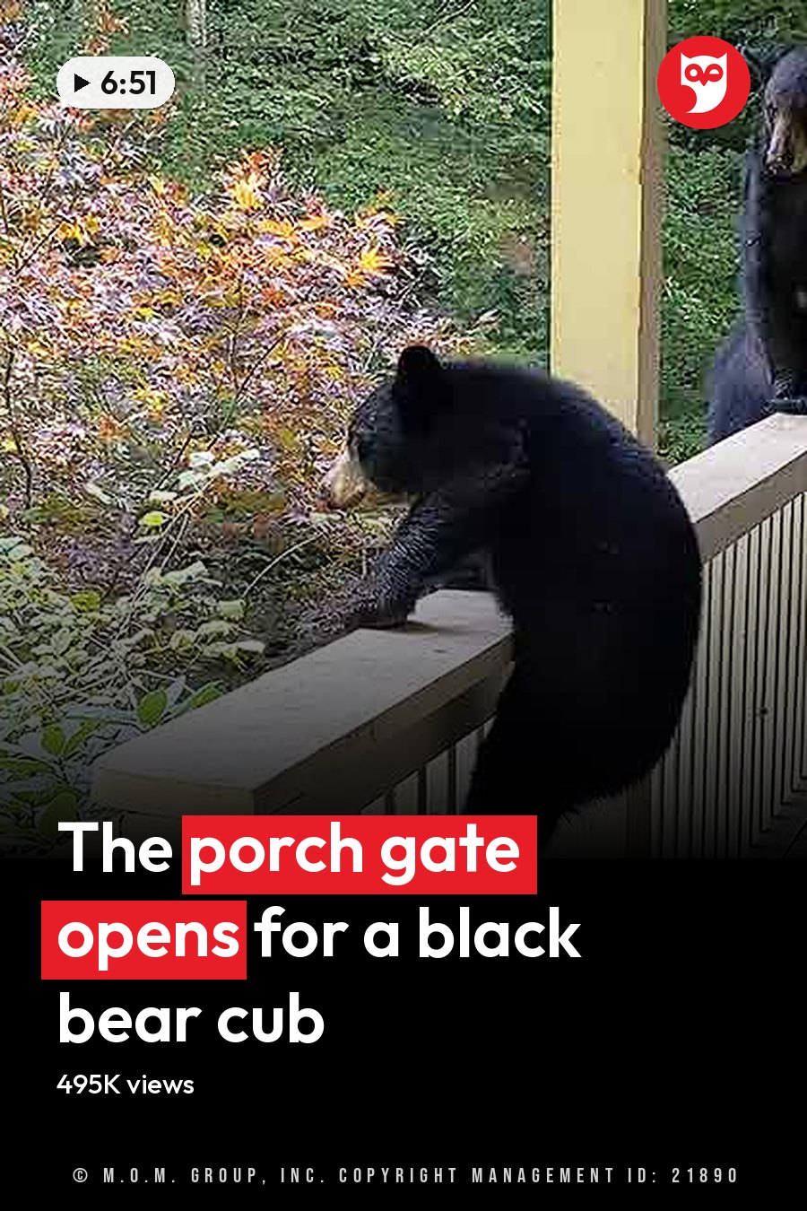 Three black bears on a residential porch surrounded by dense green foliage in autumn with overcast light. The headline runs in white letters across the lower third.
