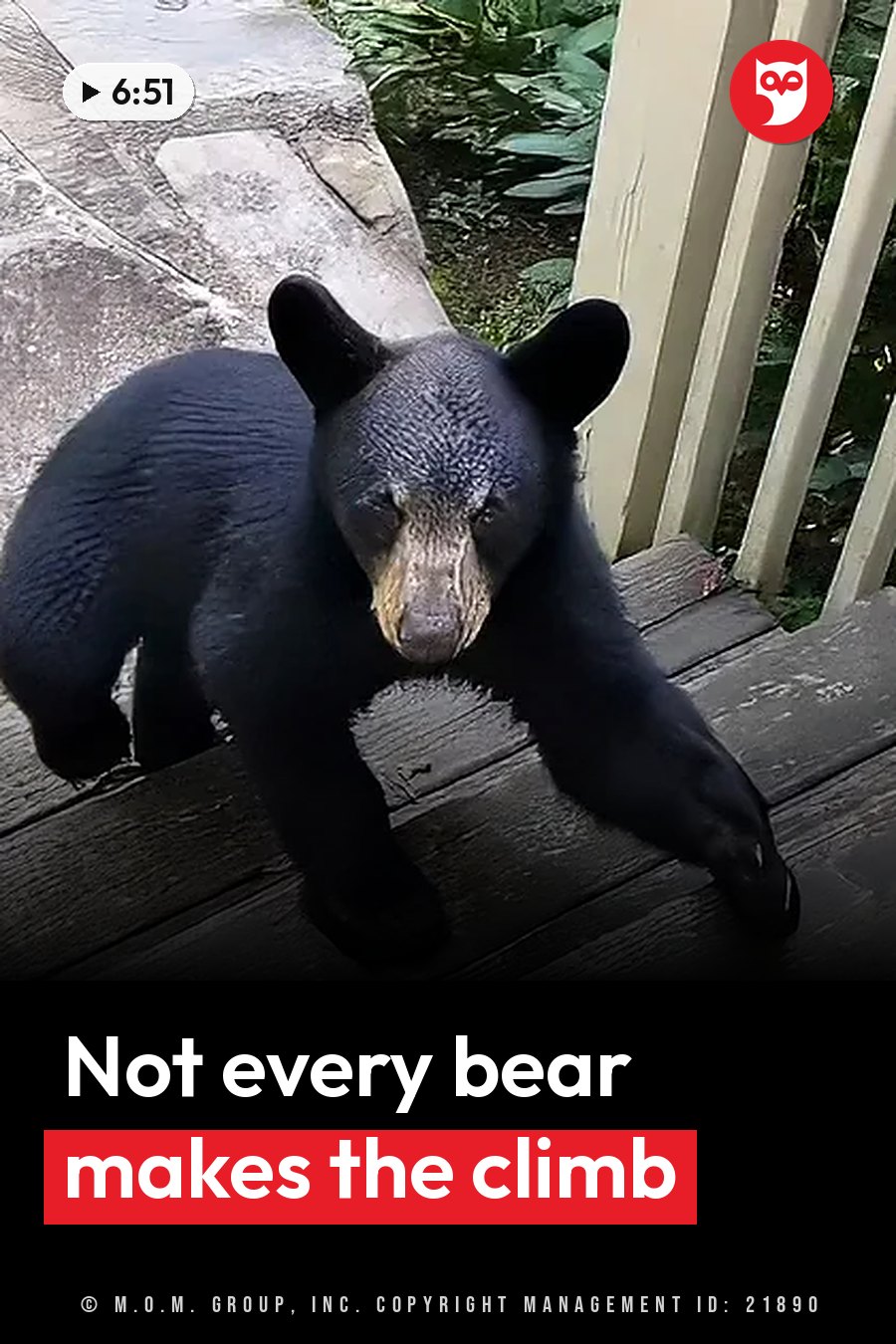A black bear stands on wooden steps beside a stone wall and a wooden railing, with green leaves behind. A headline runs in white letters across the lower third.