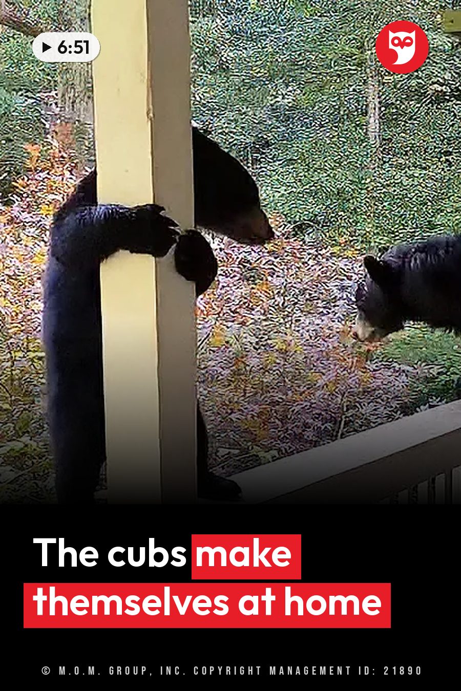 Two black bears stand close together near a wooden post on a porch, with forest behind. A headline runs in white letters across the lower third.